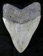Huge Fossil Megalodon Tooth - Nice Serrations #23672-2